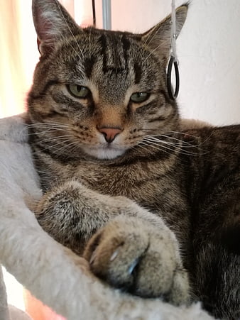 Close-up portrait of a relaxed tabby cat resting on a perch