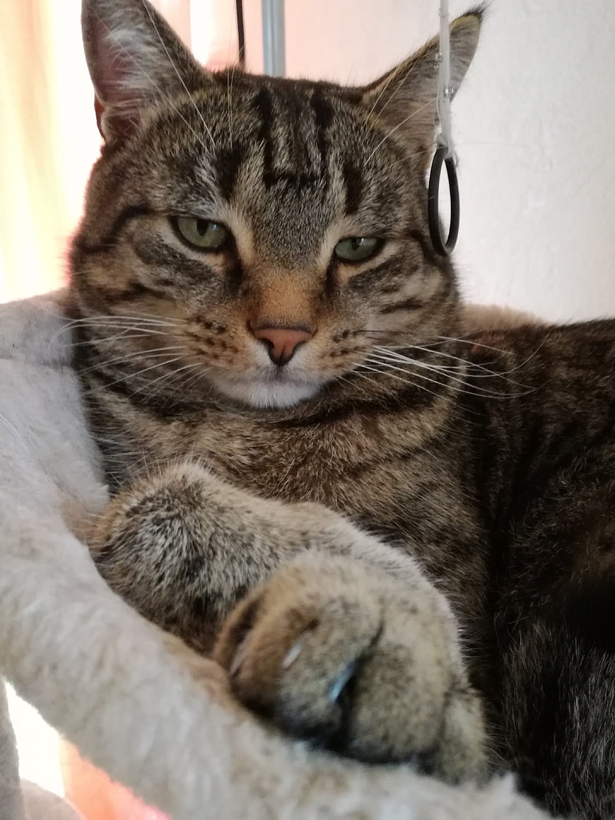 Close-up portrait of a relaxed tabby cat resting on a perch