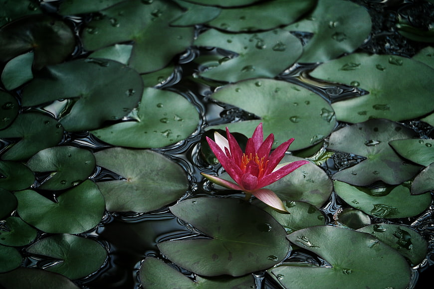 Vibrant Pink Water Lily Floating on Dark Pond