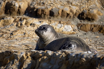 Two elephant seals resting on rocky coastline
