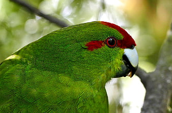 Close-up of a Green Parrot with Red Head Feathers