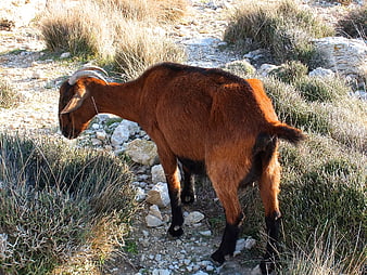 Brown Goat Grazing on Rocky Mediterranean Trail