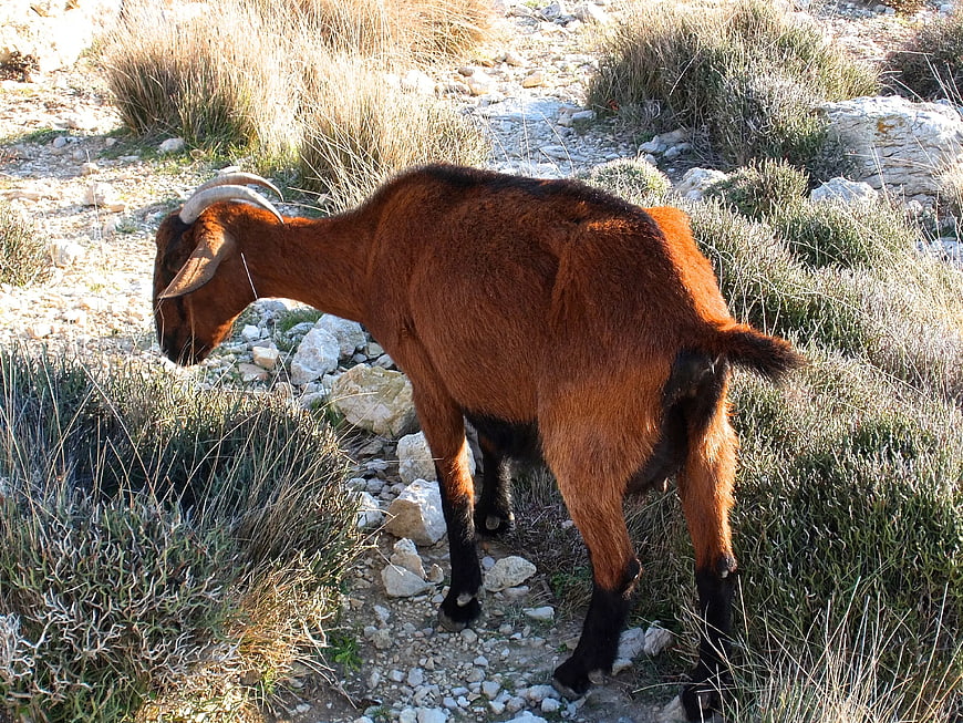Brown Goat Grazing on Rocky Mediterranean Trail