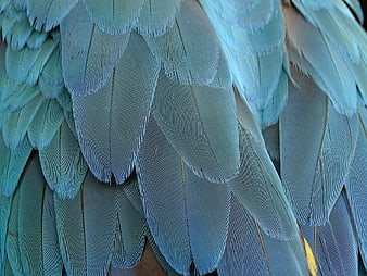 Close-up of Blue Parrot Feathers with Intricate Texture