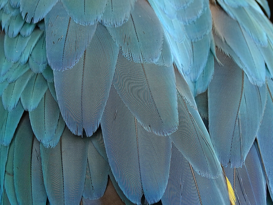 Close-up of Blue Parrot Feathers with Intricate Texture