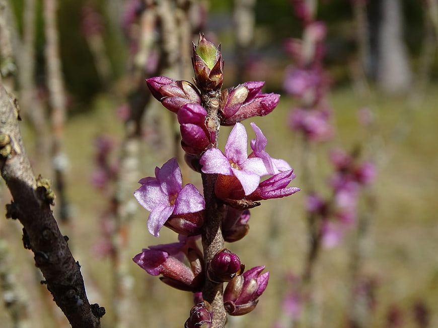 Close-up of purple Daphne blossoms on a woody branch