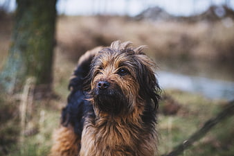 Portrait of a scruffy brown and black terrier dog outdoors