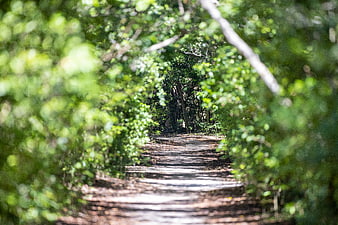 Sunlit Forest Path with Blurred Green Foliage