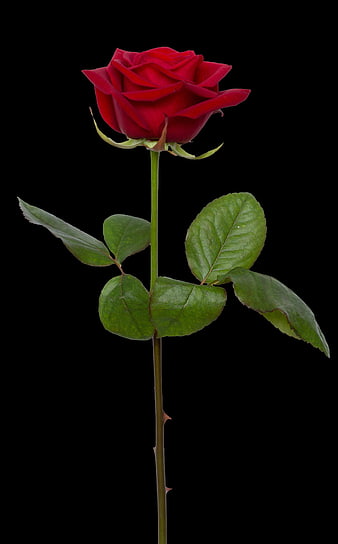 Single Red Rose on Black Background