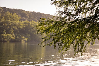 Serene Lake Landscape with Sunlit Tree Branches