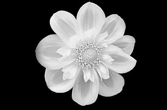 Black and White Flower Isolated on Black Background
