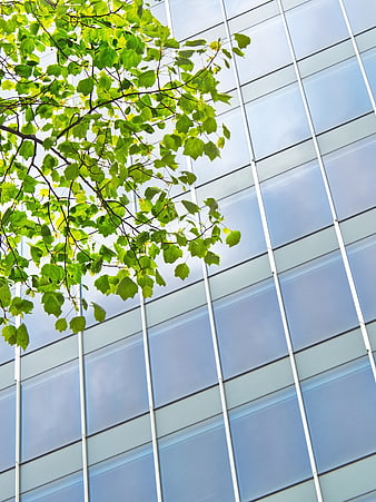 Green tree leaves against modern glass office building facade