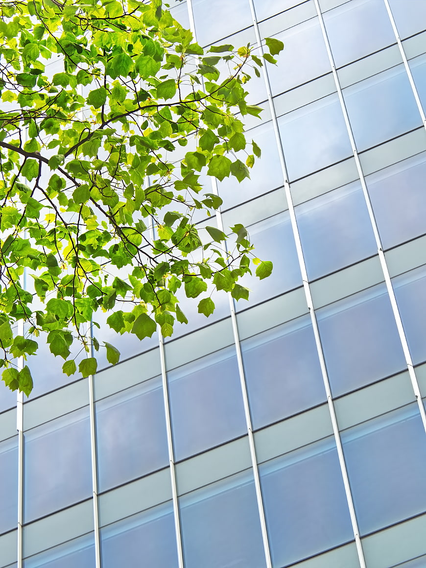 Green tree leaves against modern glass office building facade