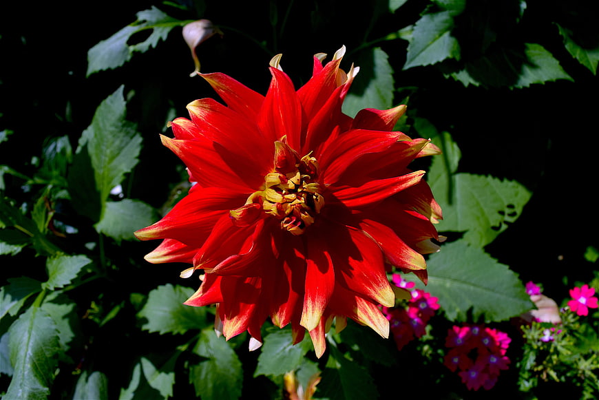 Vibrant Red Dahlia Flower in Sunlight