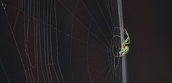 Green Spider on Web Against Dark Background