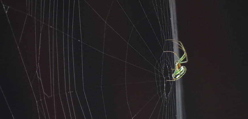 Green Spider on Web Against Dark Background