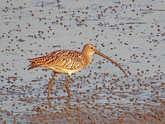 Eurasian Curlew Wading Bird in Mudflats