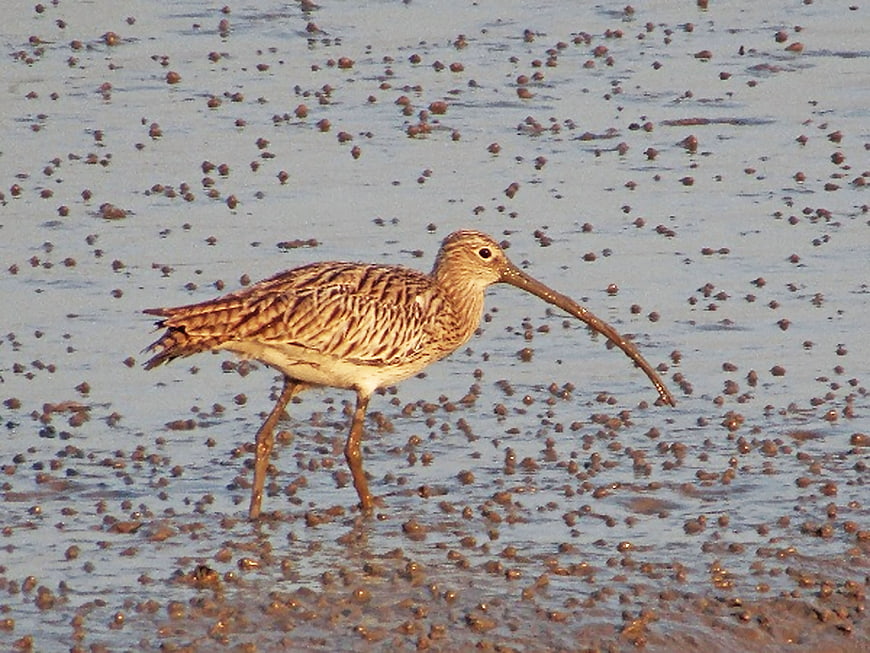 Eurasian Curlew Wading Bird in Mudflats
