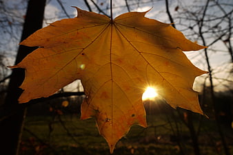 Golden maple leaf backlit by sun in autumn