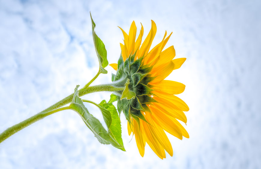 Yellow Sunflower Blooming Against Blue Sky Background