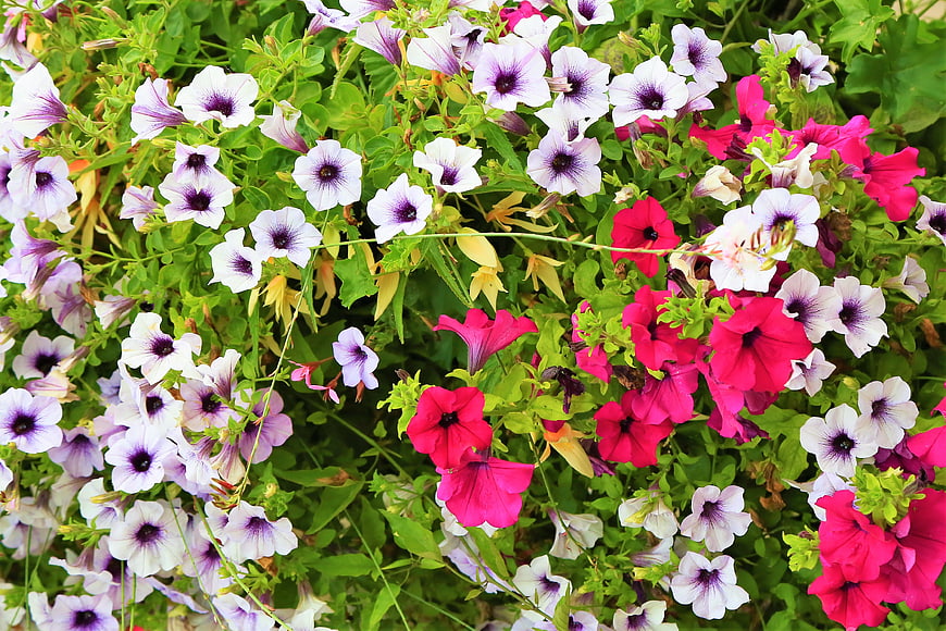 Vibrant Pink and White Petunias in a Lush Garden