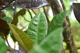 Close-up of green leaf with water droplets in nature