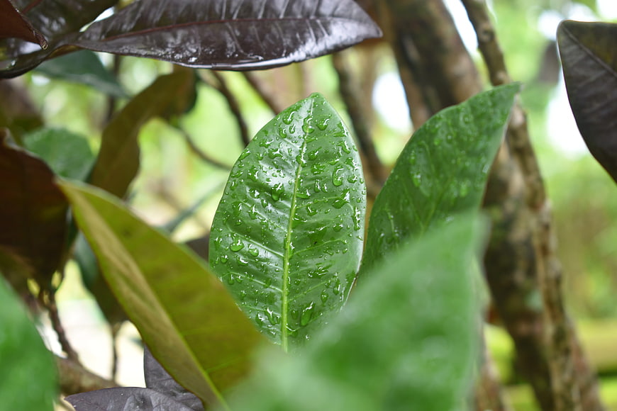 Close-up of green leaf with water droplets in nature