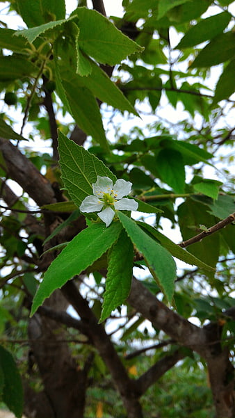 White Flower on Green Leafy Branch in Nature