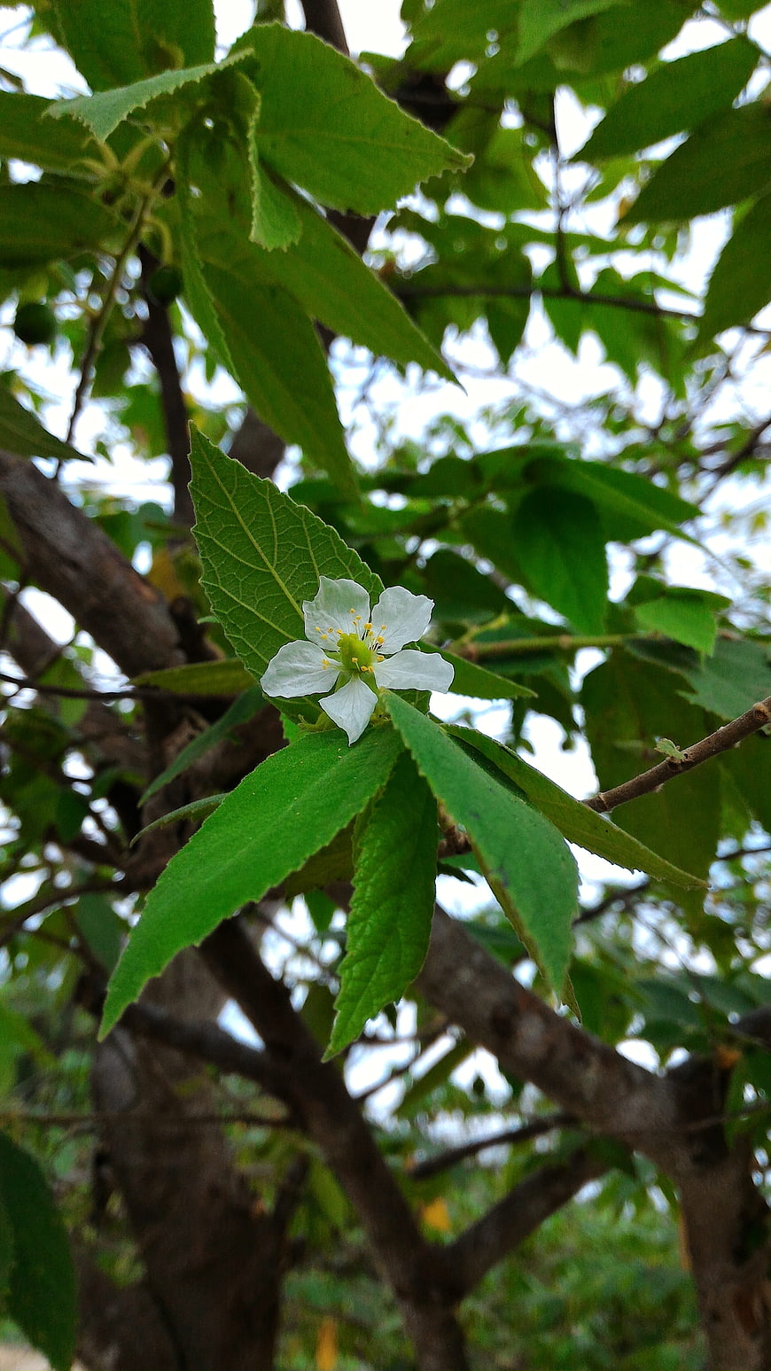 White Flower on Green Leafy Branch in Nature