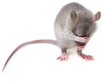 Gray rat covering eyes with paws on white background