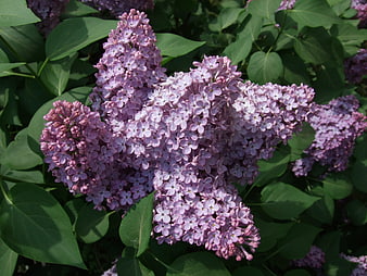 Close-up of blooming purple lilac flowers in sunlight