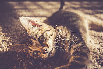 Close-up of a tabby kitten lying on a textured surface