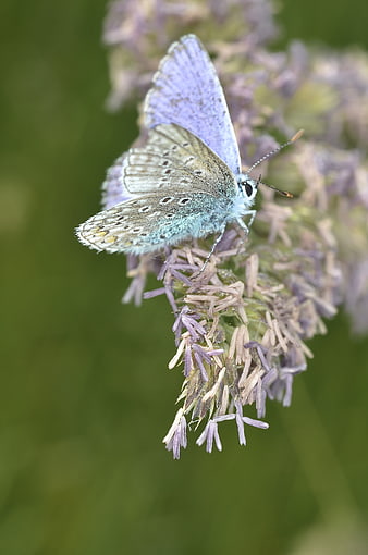 Close-up of a Blue Butterfly on a Purple Flower