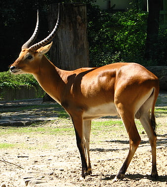 Side view of male impala antelope standing in zoo enclosure