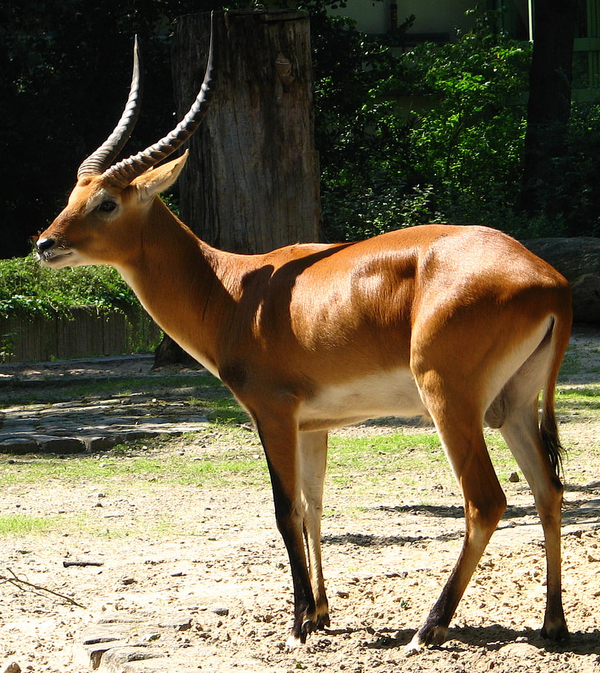 Side view of male impala antelope standing in zoo enclosure