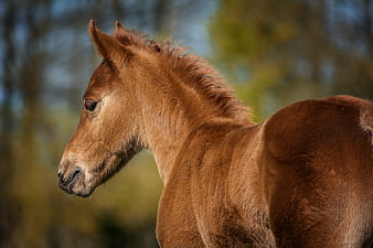 Chestnut foal profile portrait with soft bokeh background