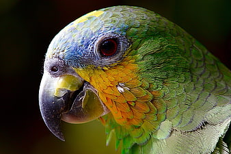 Close-up portrait of a colorful Amazon parrot head with green and yellow feathers