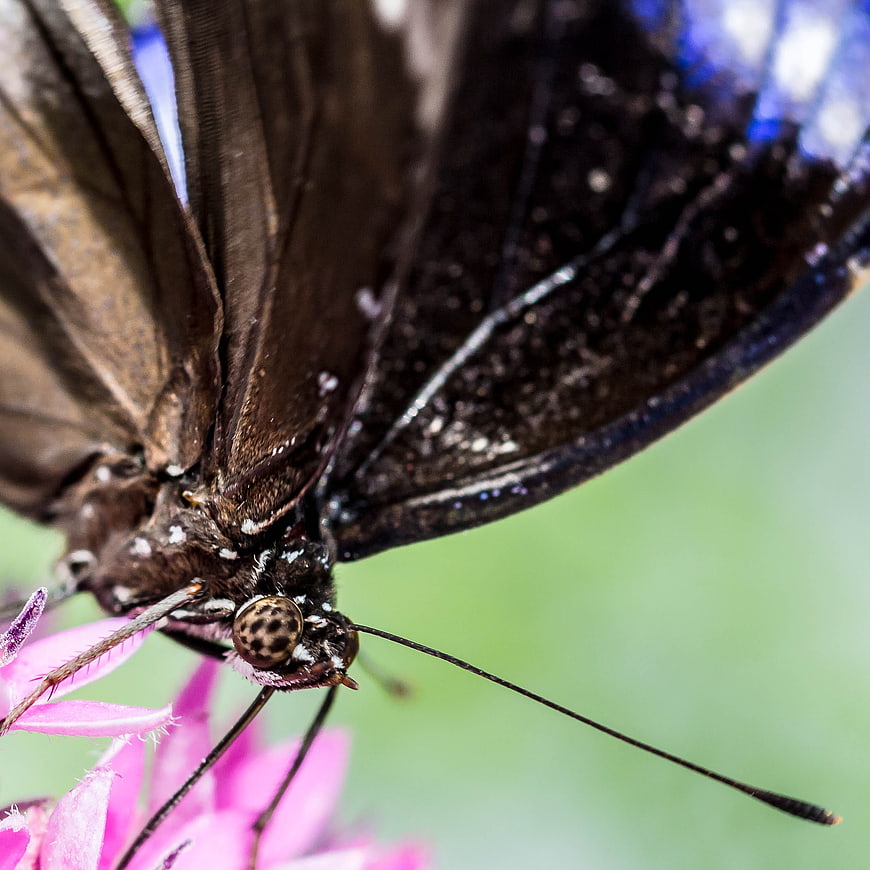 Macro Close-Up of Butterfly on Pink Flower