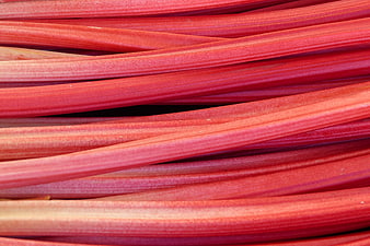 Close-up texture of fresh red rhubarb stalks