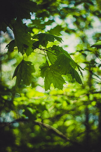 Sunlit green maple leaves with soft bokeh background