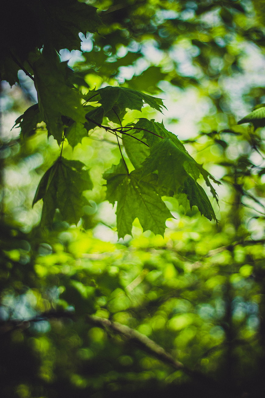 Sunlit green maple leaves with soft bokeh background