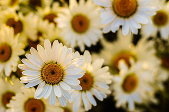 Close-up of White Daisy with Yellow Center in Bloom