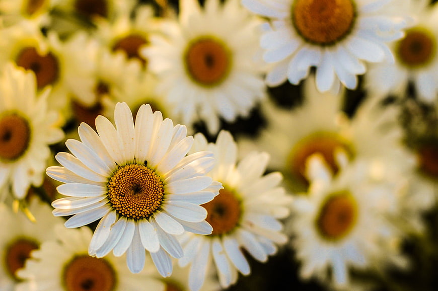 Close-up of White Daisy with Yellow Center in Bloom