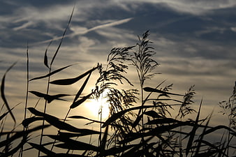 Silhouette of tall grass against a dramatic sunset sky