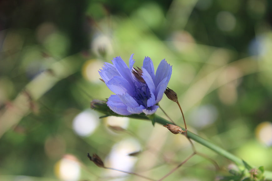 Close-up of a purple chicory flower in a garden