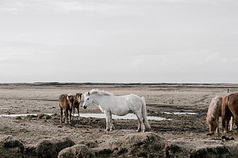 White and brown horses grazing in a vast, barren landscape