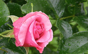 Close-up of a vibrant pink rose with raindrops