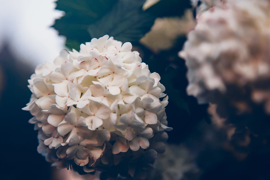 Close-up of white hydrangea flower with blurred background