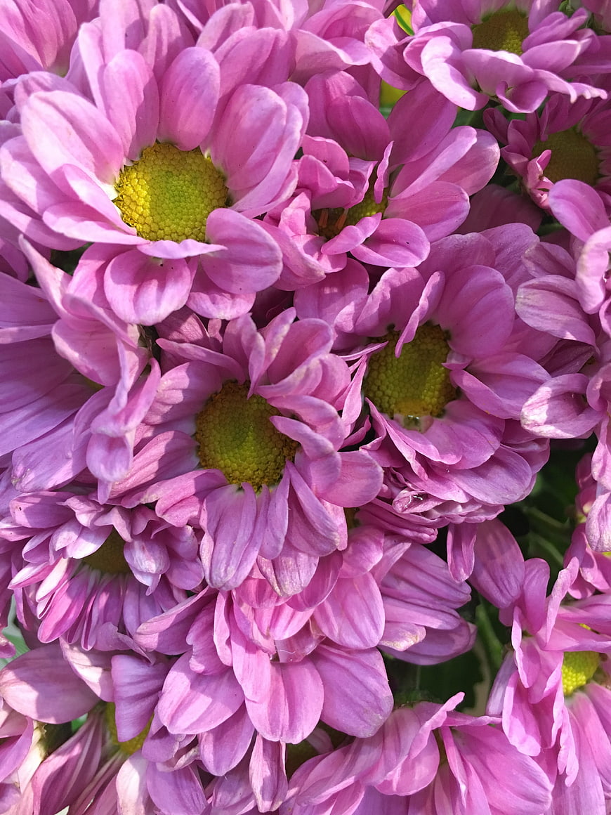 Close-up of vibrant pink chrysanthemums with yellow centers