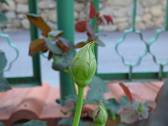 Green rose bud close-up against blurred garden fence